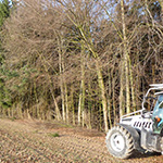 Lisière de forêt avant