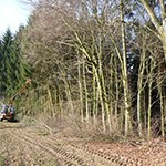 Lisière de forêt après